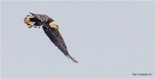 Bald eagle in flight by Ken Cribben ©