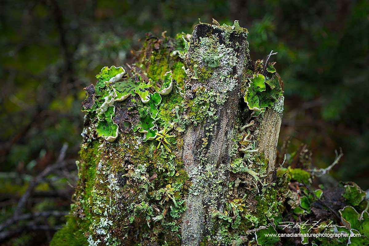 Lichen on tree stump by Robert Berdan ©