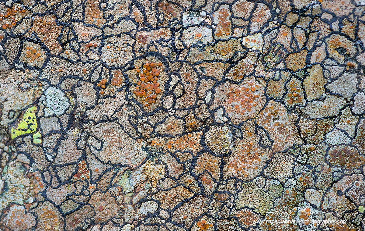 Map Lichen by Robert Berdan ©