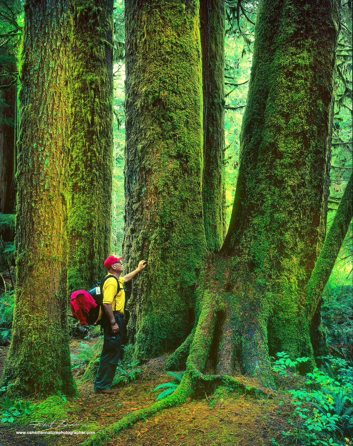 Giant Sitka Spruce in the Carmanah Valley by Robert Berdan ©
