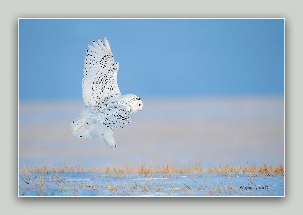 Snowy owl by Dr. Wayne Lynch ©