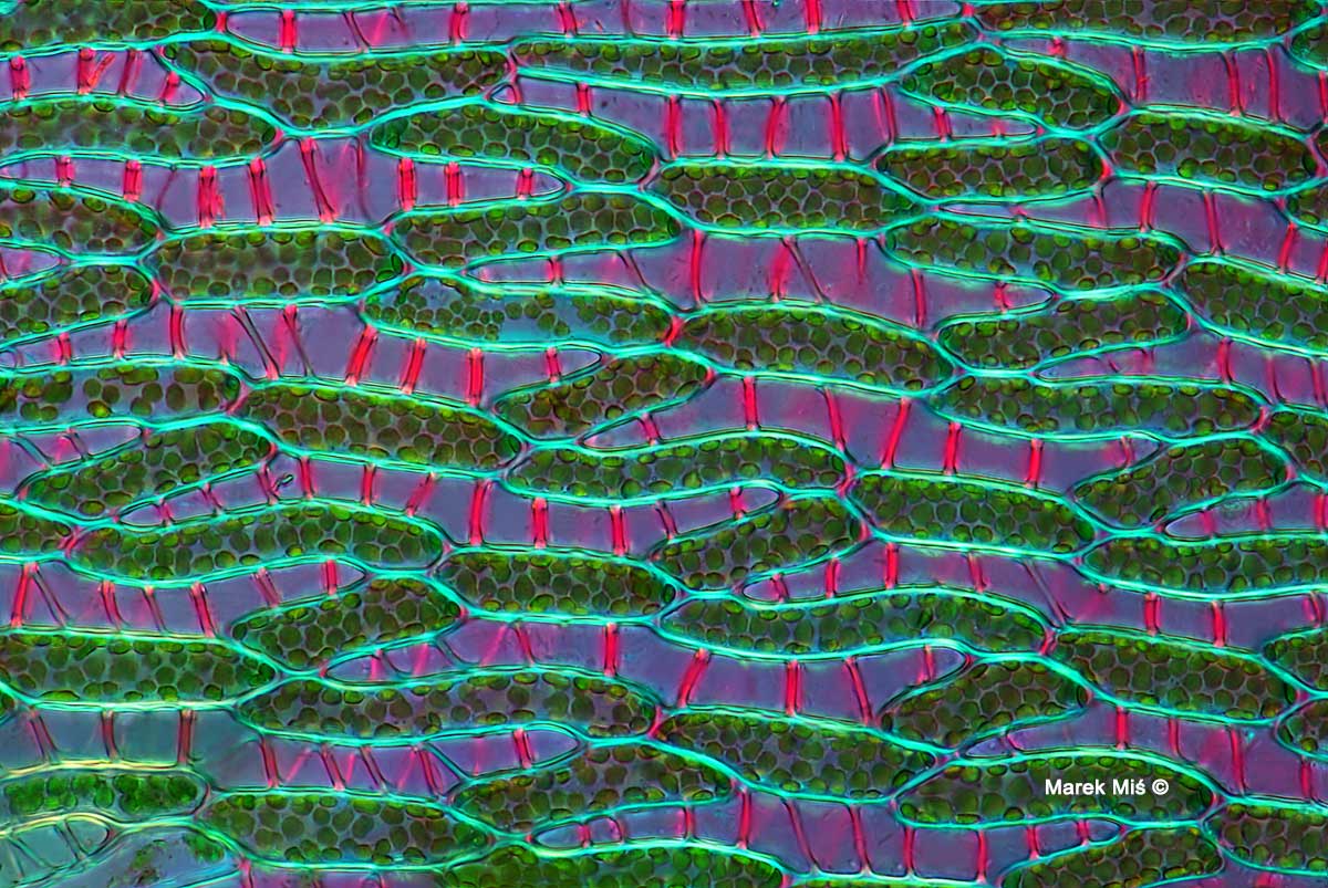 Sphagnum moss iby polarized light microscopy Marek Mis ©