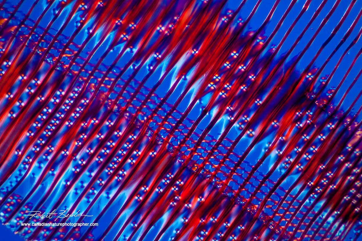 White pine wood - polarized light and wave plate 400X  Robert Berdan ©
