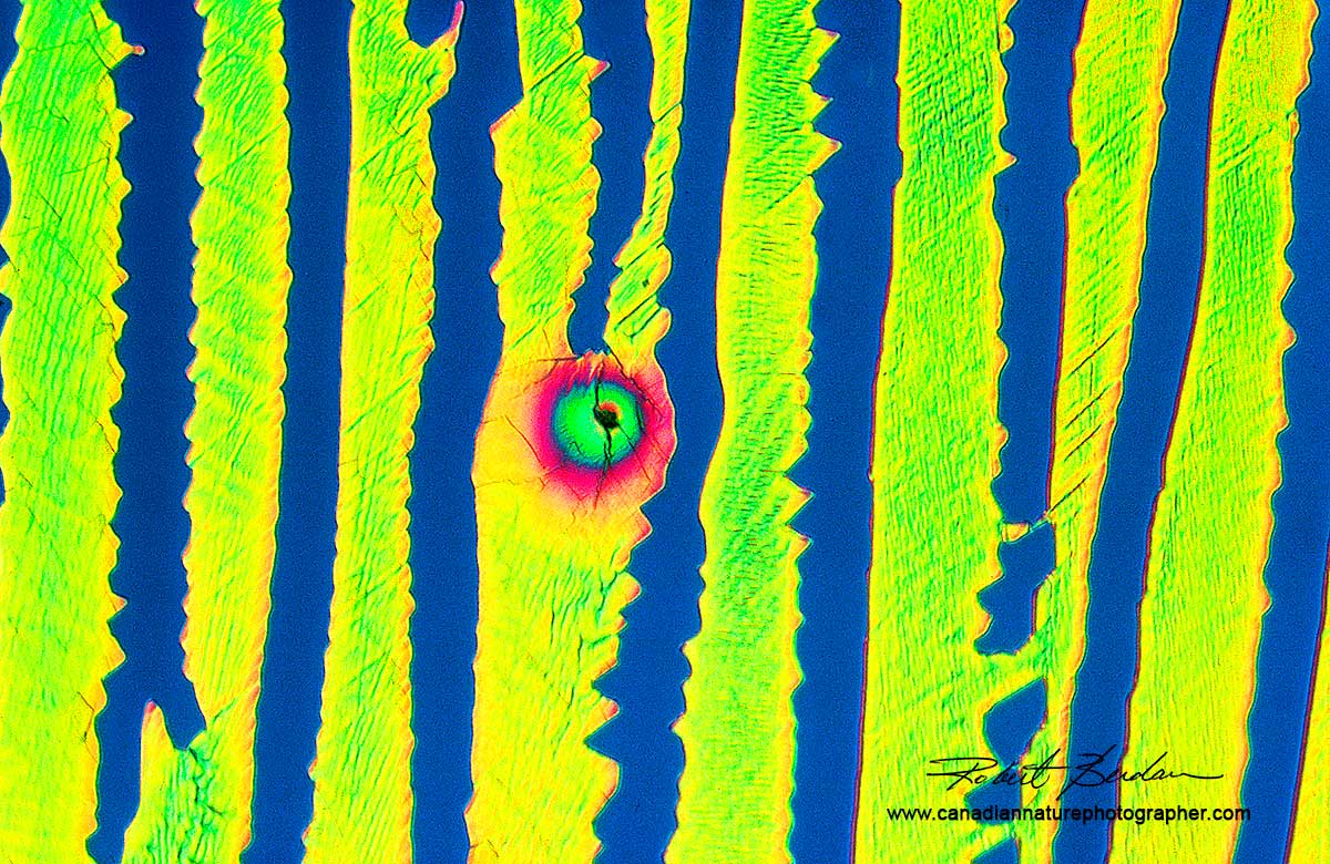 Caffeine crystals by Polarized light microscopy Robert Berdan ©