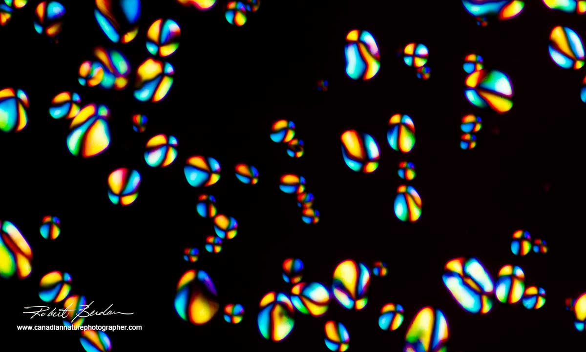 Potato starch grains by polarized light microscopy Robert Berdan ©
