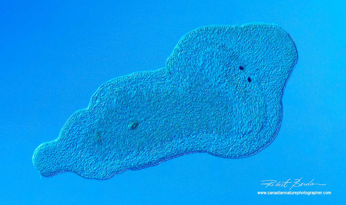 Flat worm or Planaria by Differential interfence contrast microscopy by Robert Berdan ©