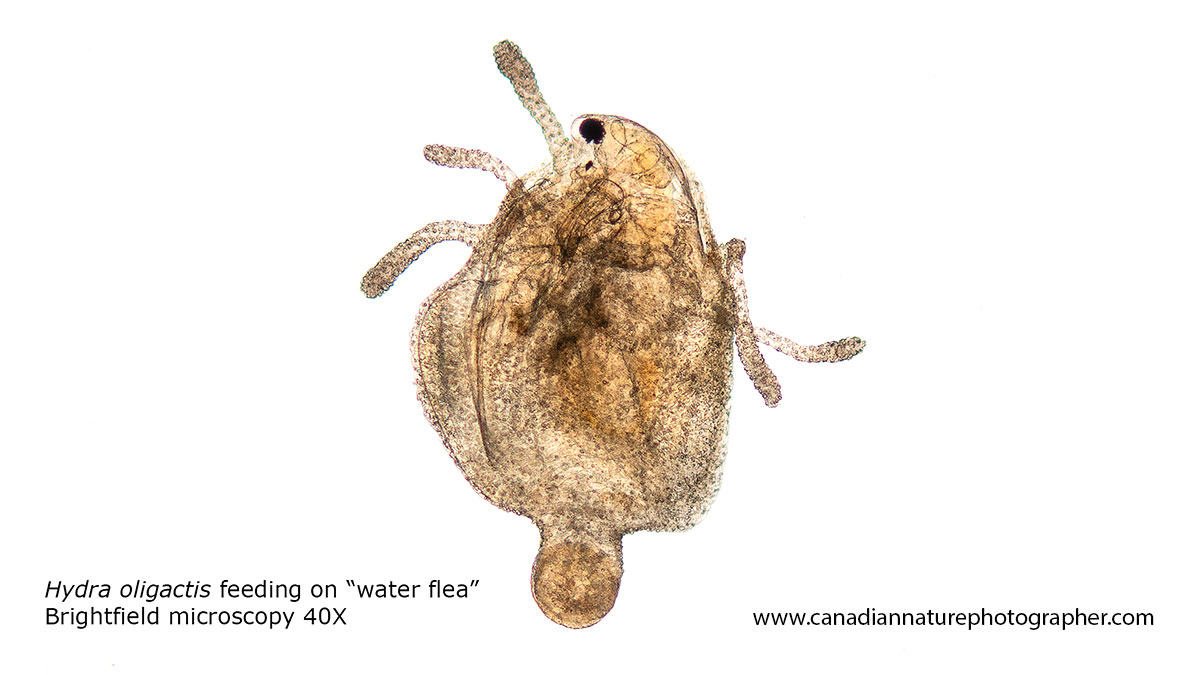Above brown hydra feeding on a water flea. Bright field microscopy about 40X Robert Berdan ©