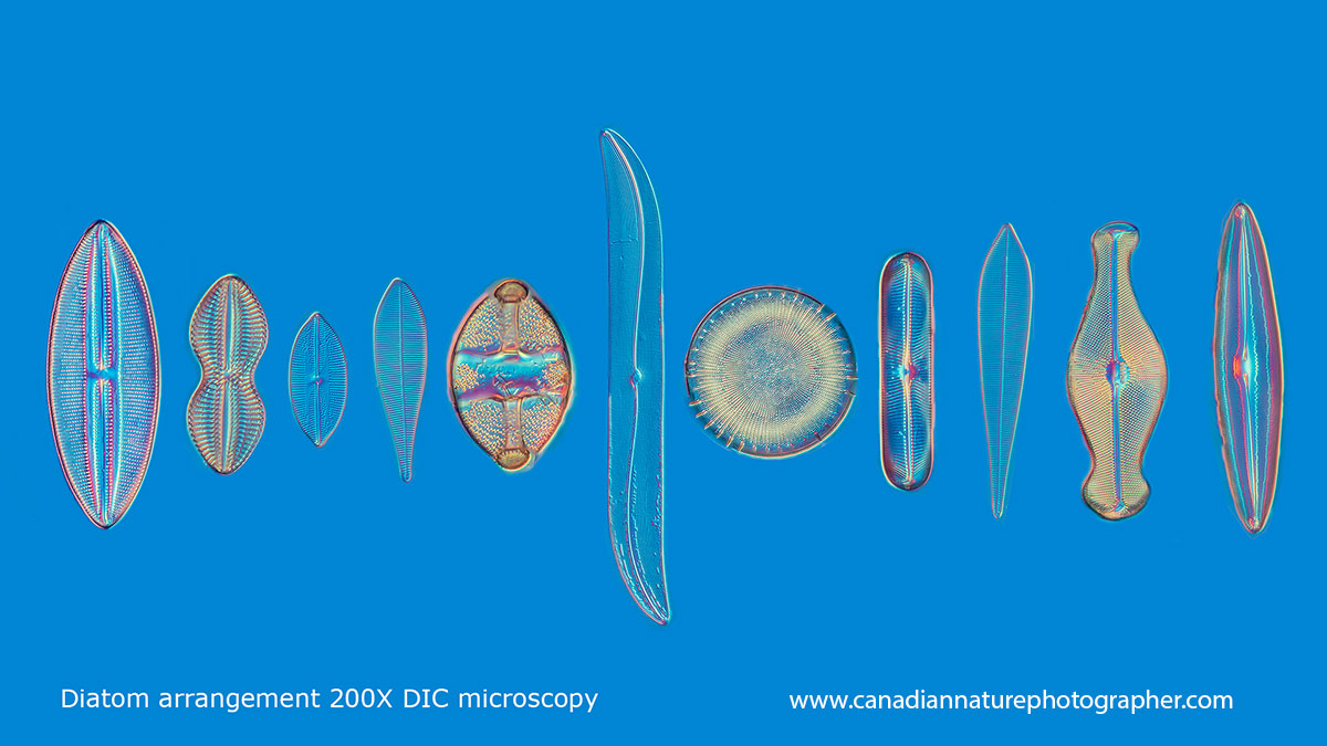 Diatom arrangement DIC microscopy by Robert Berdan ©