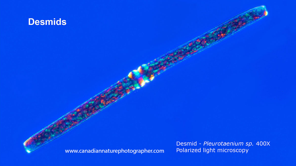 Pleurotaenium sp of desmid viewed by polarization microscopy 400X Robert Berdan ©