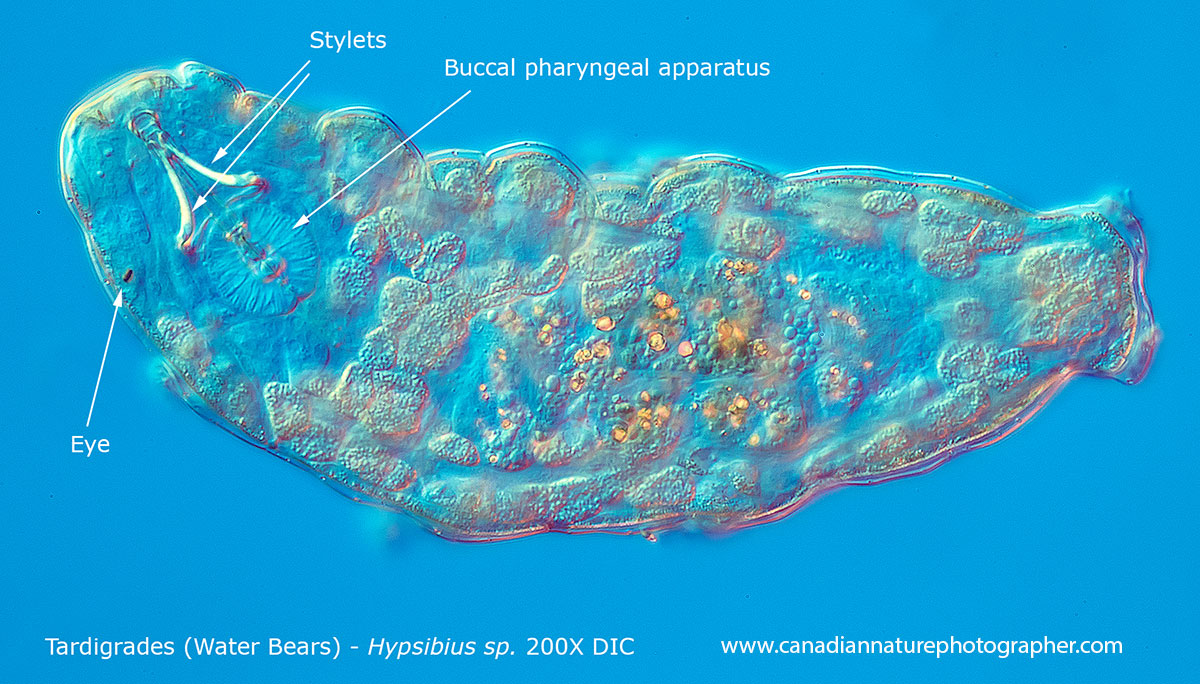 Tardigrade Water bear Hypsibius sp DIC microscopy by Robert Berdan ©