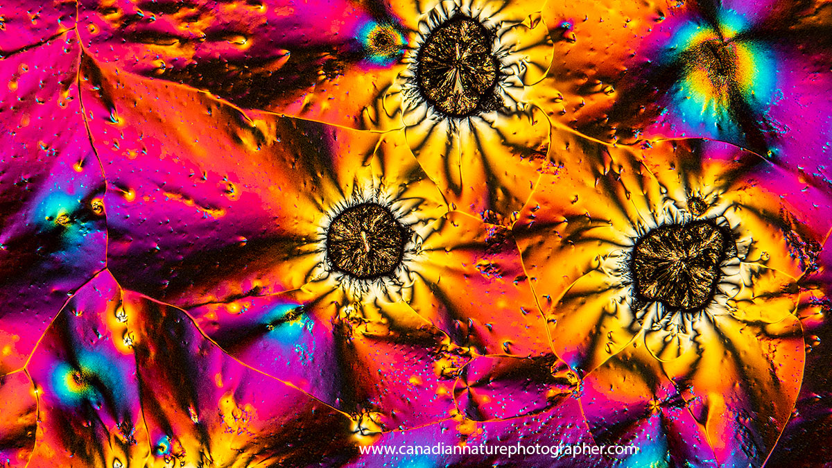 Vitamin C crystals polarized light microscopy about 50X by Robert Berdan ©