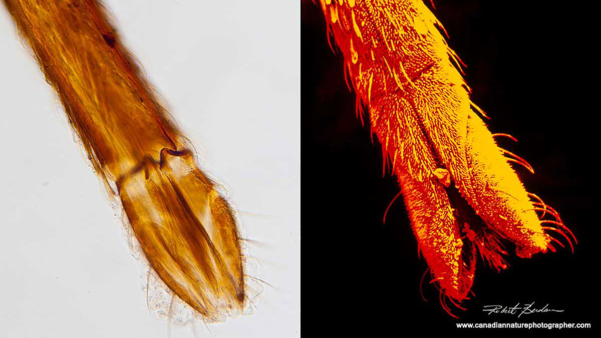 Mosquito proboscis on left viewed with a bright field light microscope, and on the right with a scanning electron microscope by Robert Berdan ©