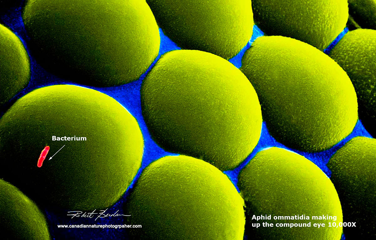 Close-up view of the Aphid's compound eye showing a single bacterium. SEM 10,000X Robert Berdan ©