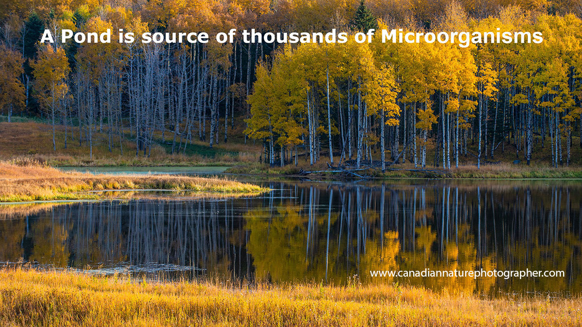Pond in autumn by Robert Berdan ©