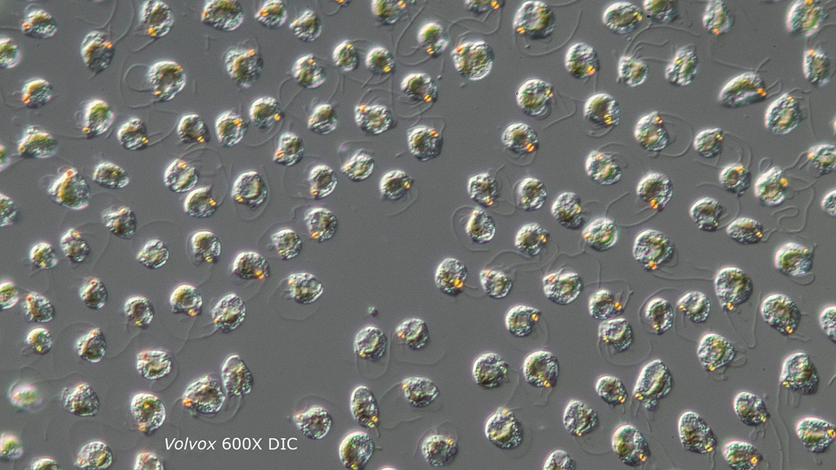 Volvox showing the individual cells and their flagella. DIC microscopy Robert Berdan ©