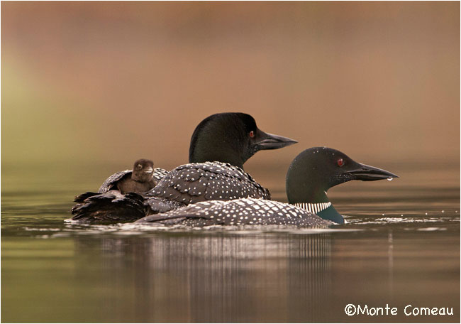 Common Loon by Monte Comeau ©