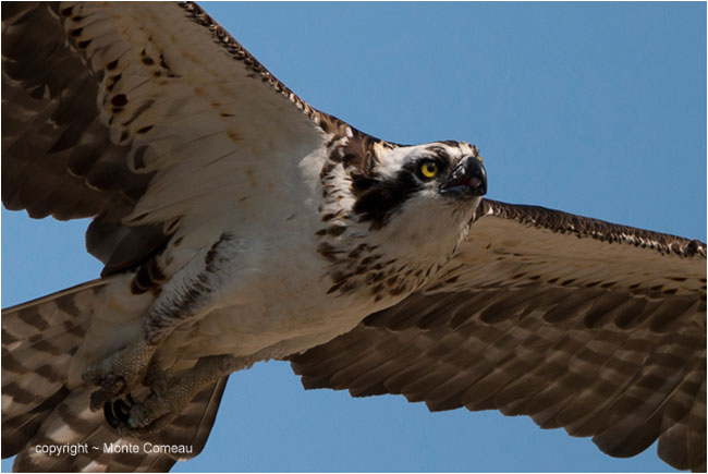 Closeup of Ospey in flight by Monte Comeau ©