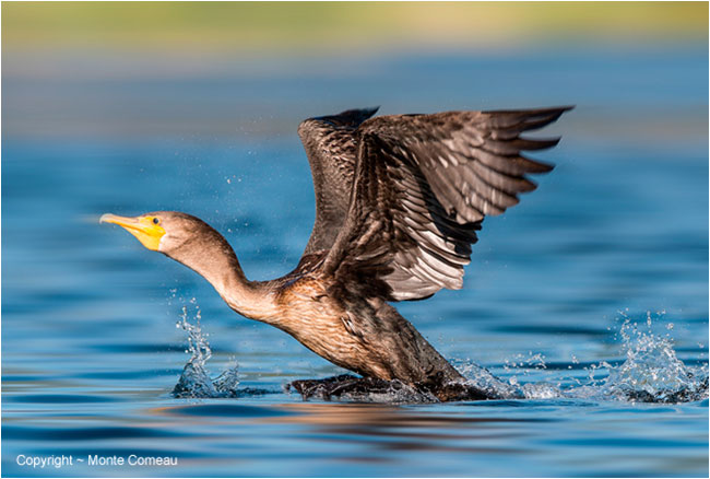 Double-crested Cormorant taking flight by Monte Comeau ©