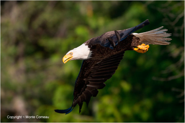 Bald eagle in flight by Monte Comeau ©