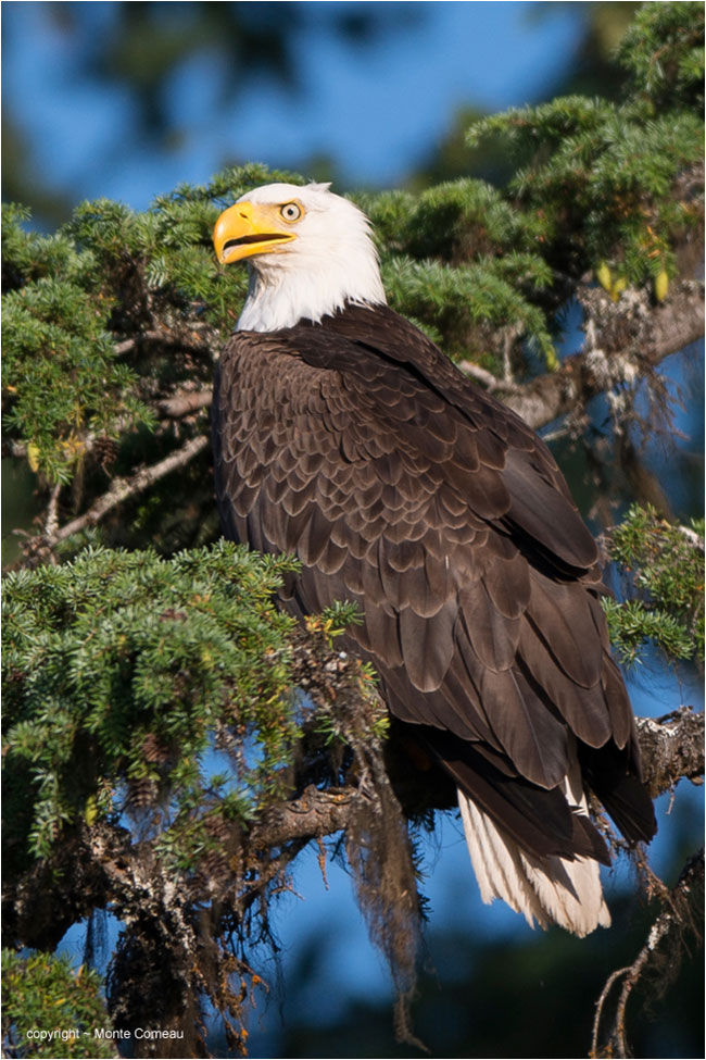 Bald Eagle by Monte Comeau ©