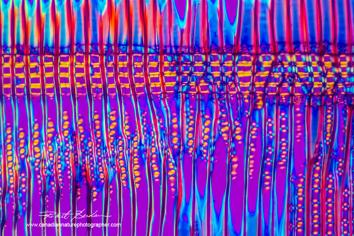 Section through White pine wood using polarized light and full wave retardation filter 100X Robert Berdan ©