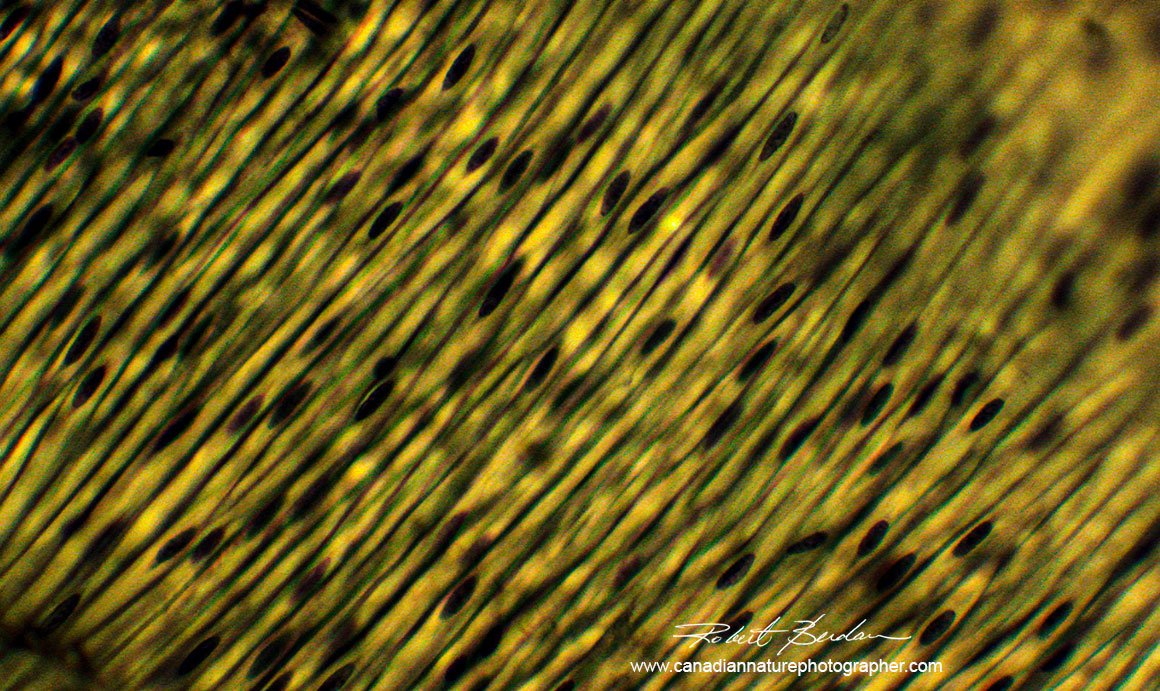 Smooth muscle cells viewed in polarized light 400X Robert Berdan ©