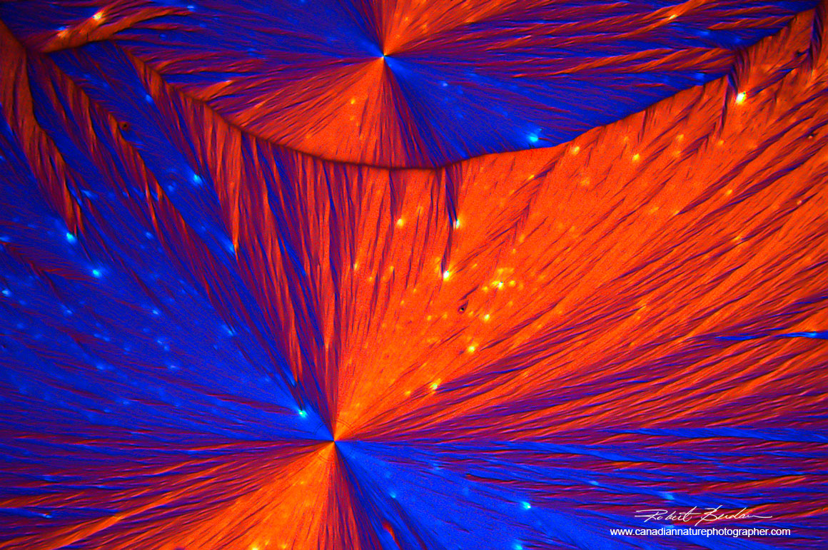 Vitamin C crystals 100X Polarized light and full wave plate photographed with Moticam ProS5 Lite camera Robert Berdan ©