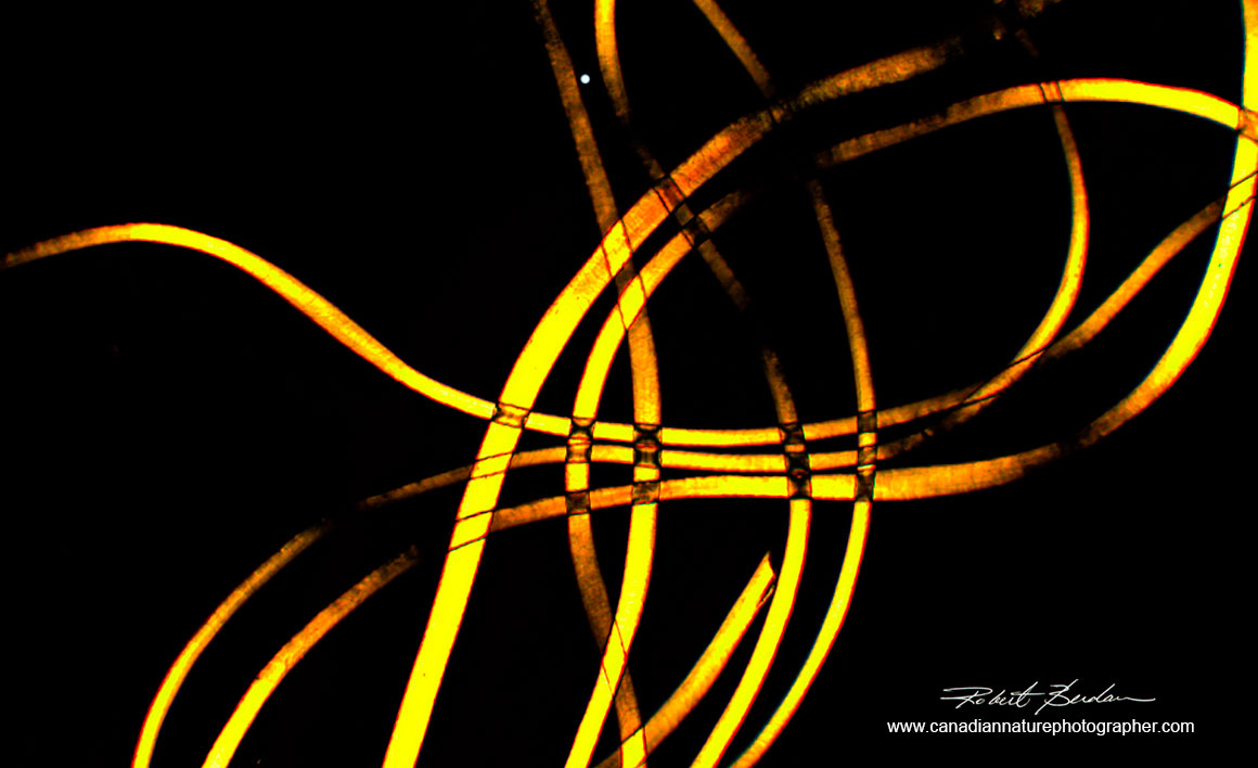 Wool fibers in polarized light microscopy Moticam ProS5Lite camera 100X Robert Berdan ©