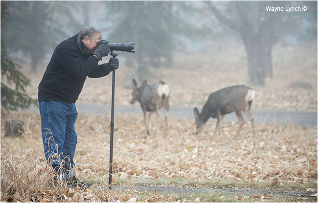 Mule deer walk next to photographer by Wayne Lynch ©