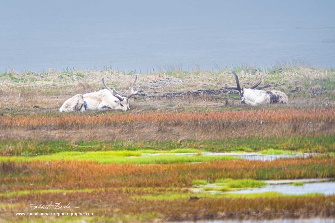 Caribou, Newfoundland by Robert Berdan ©