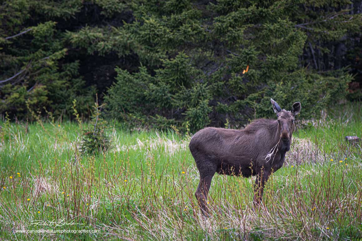 Moose in Newfoundland by Robert Berdan ©