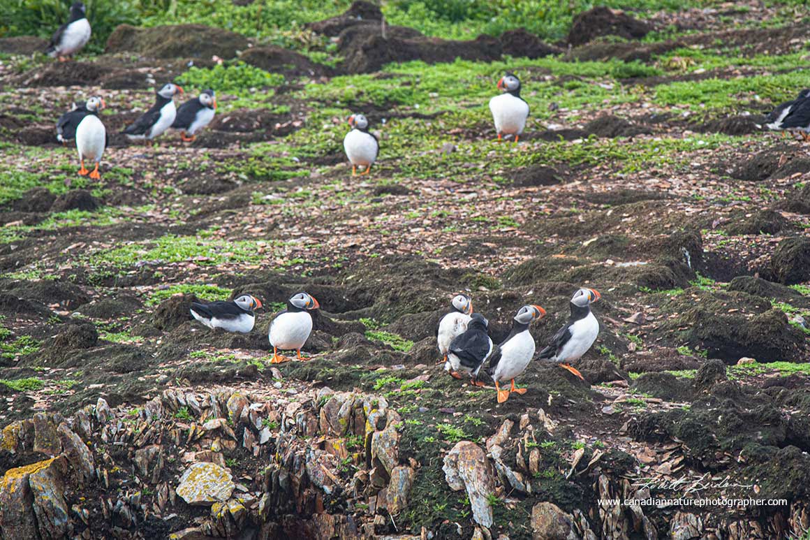 Puffin colony outside of Elliston, Newfoundland by Robert Berdan 