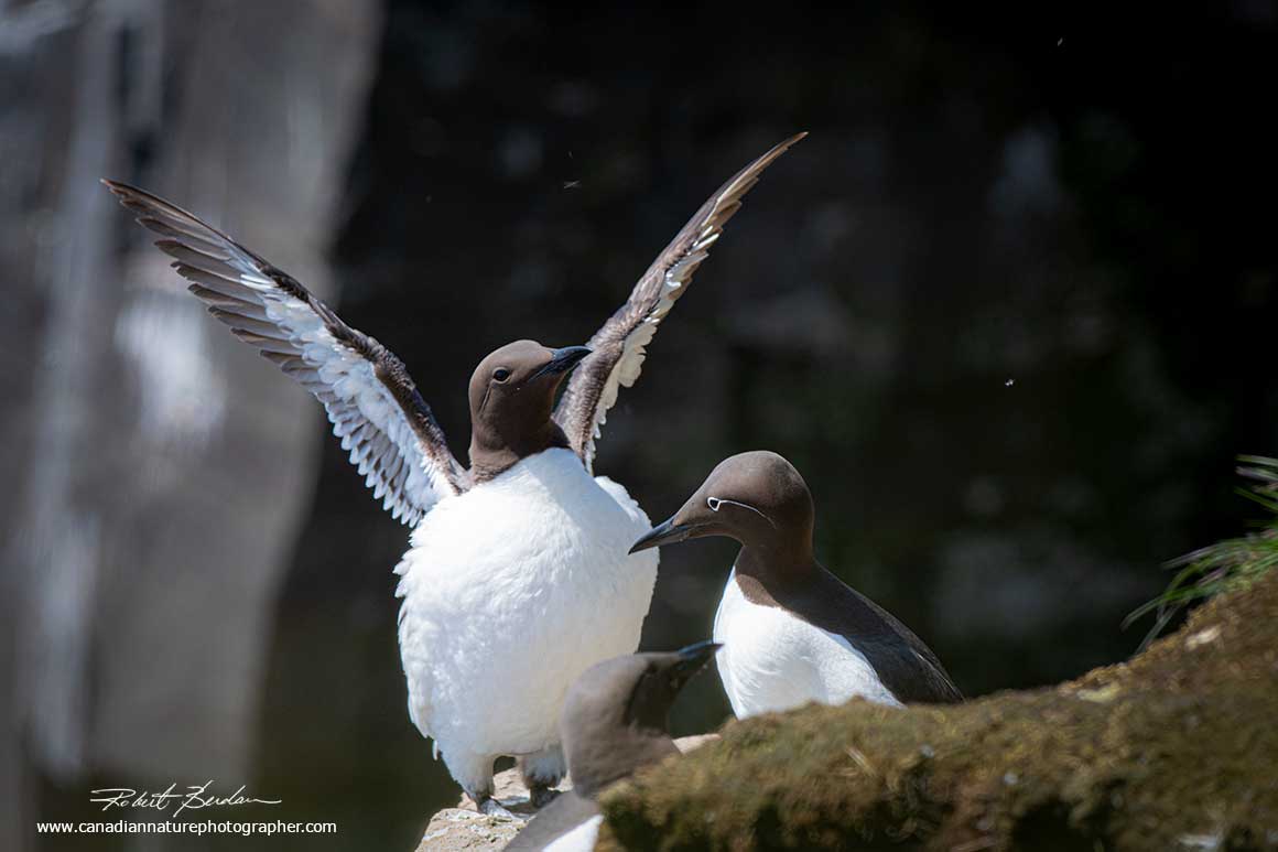 common murre at Cape St. Mary's Newfoundland by Robert Berdan ©