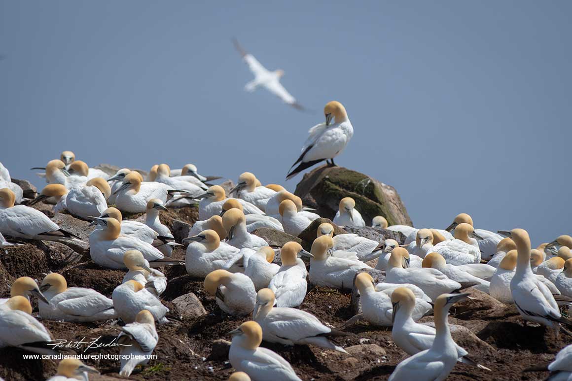 Gannets at Cape St. Mary's Newfoundland by Robert Berdan ©