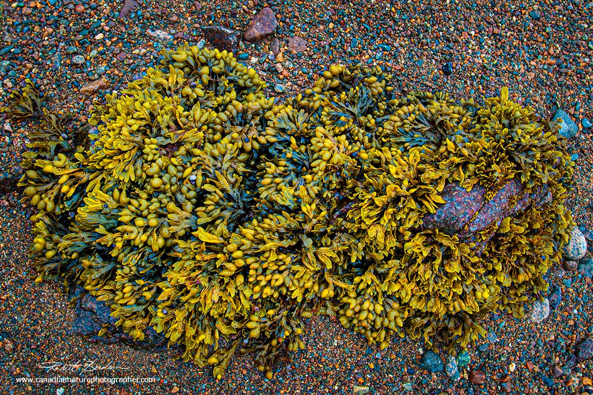 Ascophyllum nodosum is a large, common cold water seaweed or brown alga mixed with Fucus a genus of brown algae found in the inter tidal zones of rocky seashores, Newfoundland by Robert Berdan ©