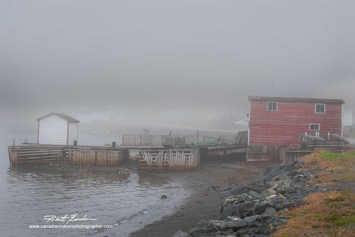 Typical foggy day along coast south of St. Anthony's by Robert Berdan ©