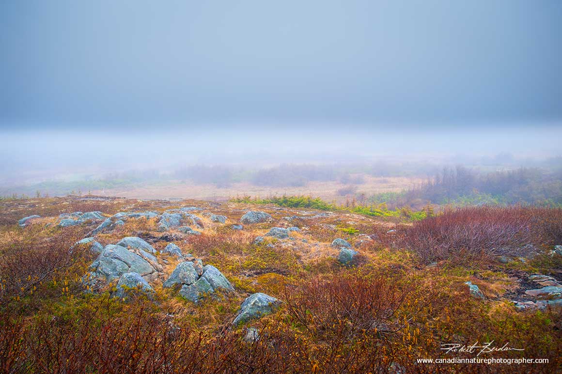 Tundra-like landscape is found next to the highways in Newfoundland by Robert Berdan ©
