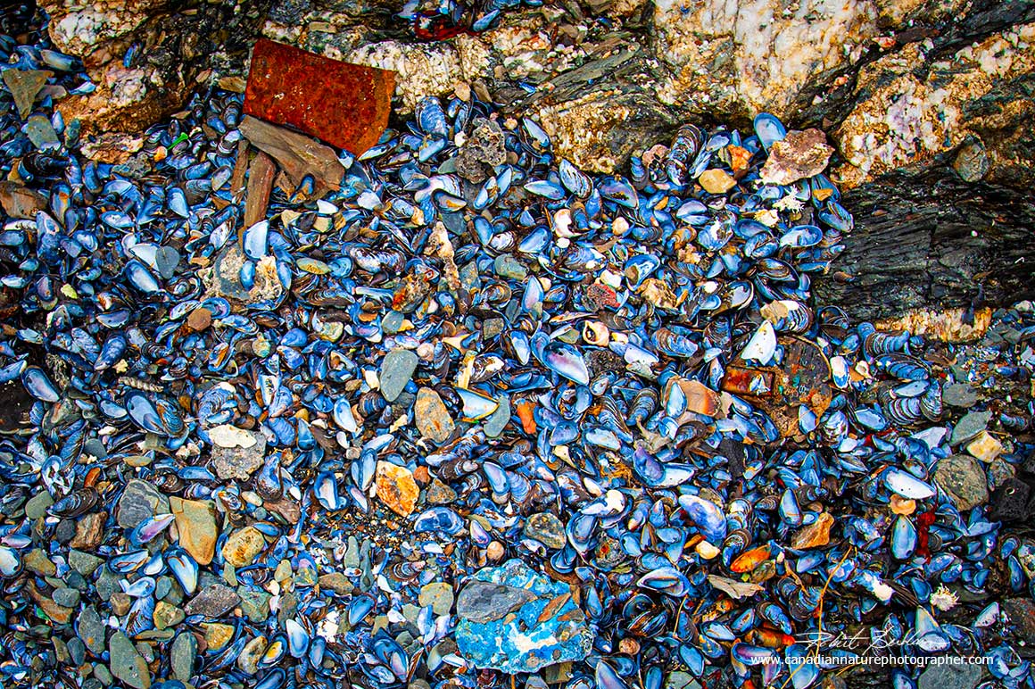 Clam shells forming a colourful "midden" on the beach in Saint Lunaire - Griquet, Newfoundland.by Robert Berdan ©