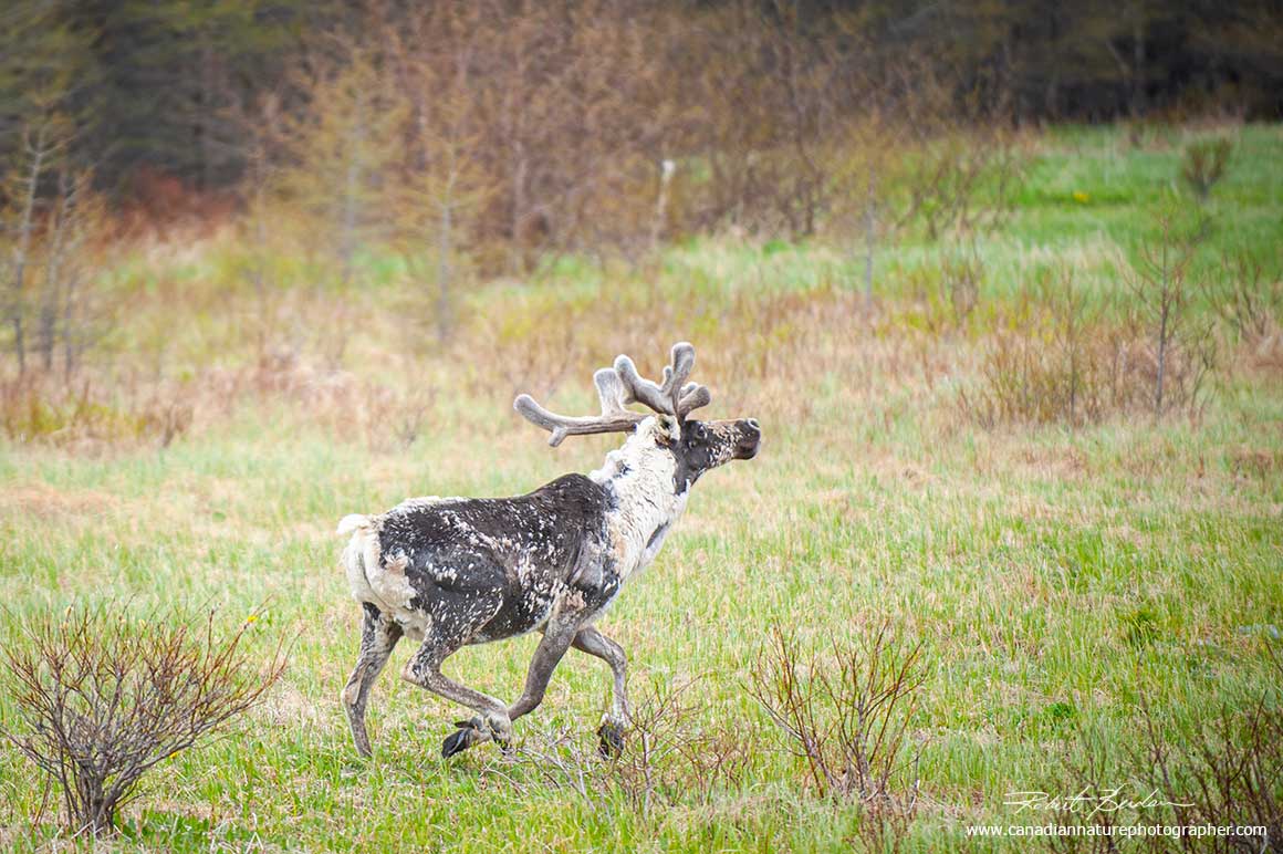 Caribou near Cook's Harbour, Newfoundland by Robert Berdan ©