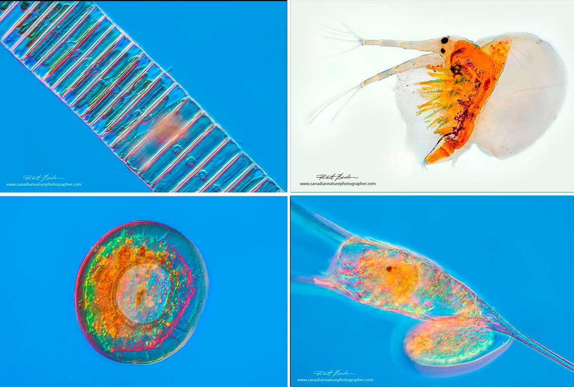 Photomicrographs of Plankton from Petty Harbour Newfoundland by Robert Berdan ©