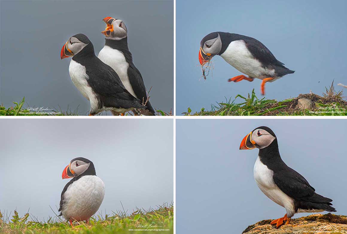 Puffins from Elliston, Newfoundland by Robert Berdan ©