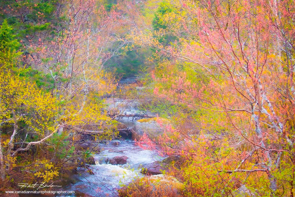 Colourful trees and buds near Musgrave Harbour Newfoundland by Robert Berdan ©