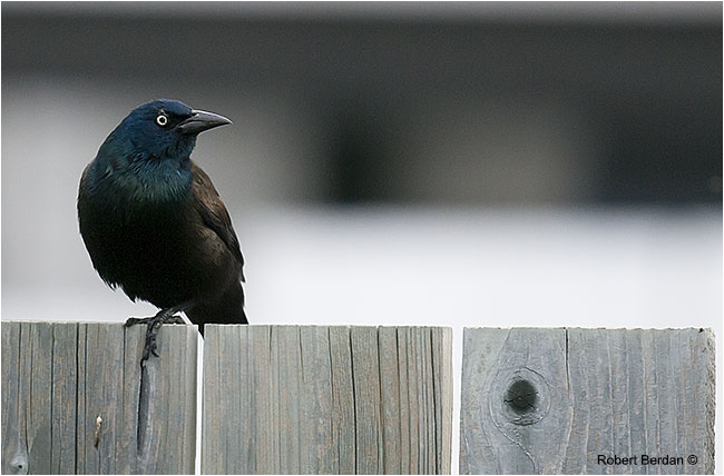 Common Grackle (Quiscalus quisclula) by Robert Berdan ©
