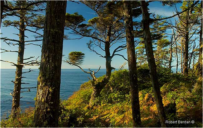 View of Pacific Ocean from the Nootka Trail by Robert Berdan -