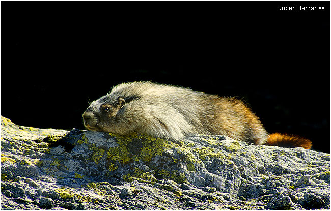 Hoary Marmot sunning by Robert Berdan ©