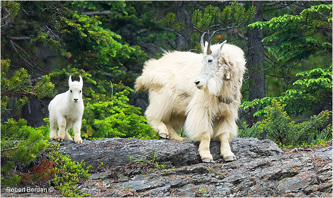 Mountain goats by Robert Berdan ©