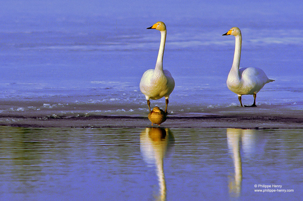 The whooper swan (Cygnus Cygnus)  by Phiolppe Henry ©