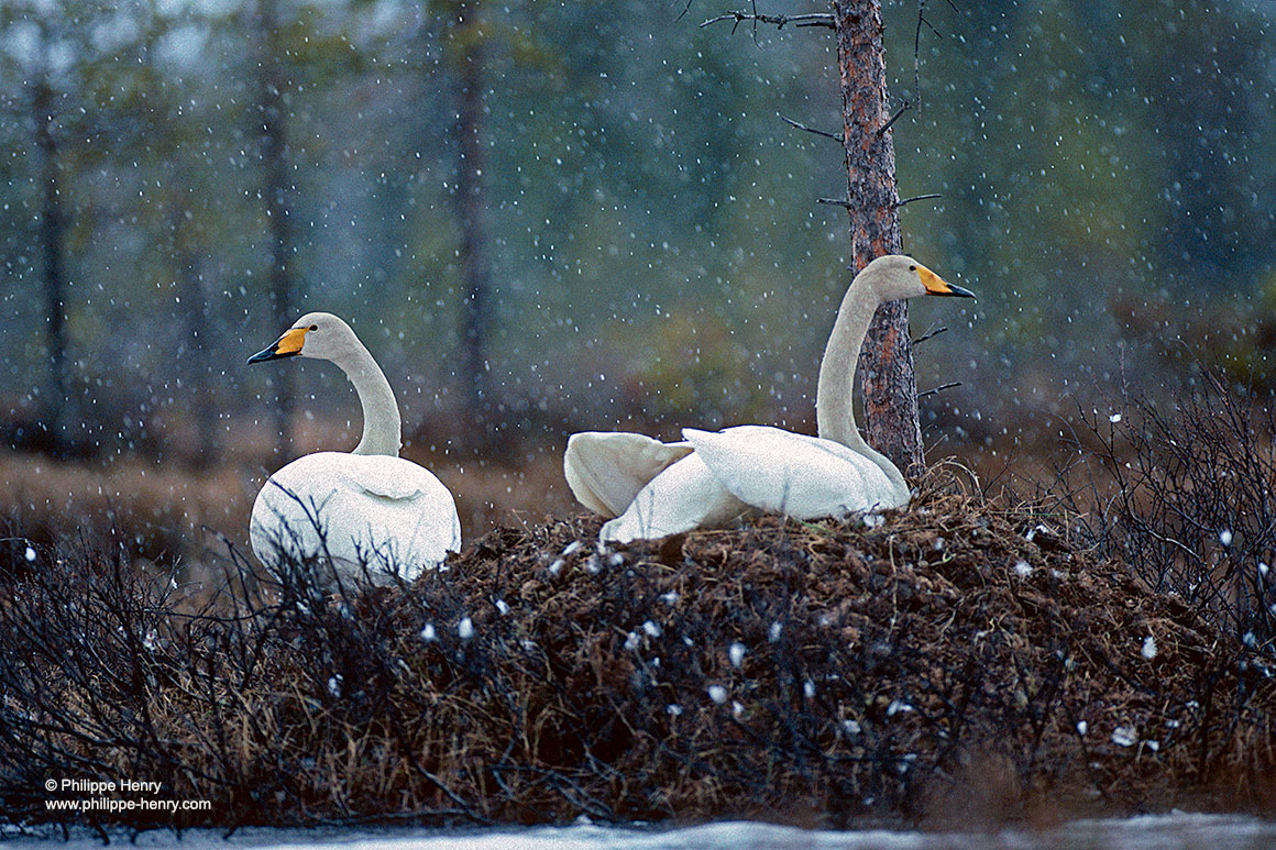 The whooper swan  by Philippe Henry ©