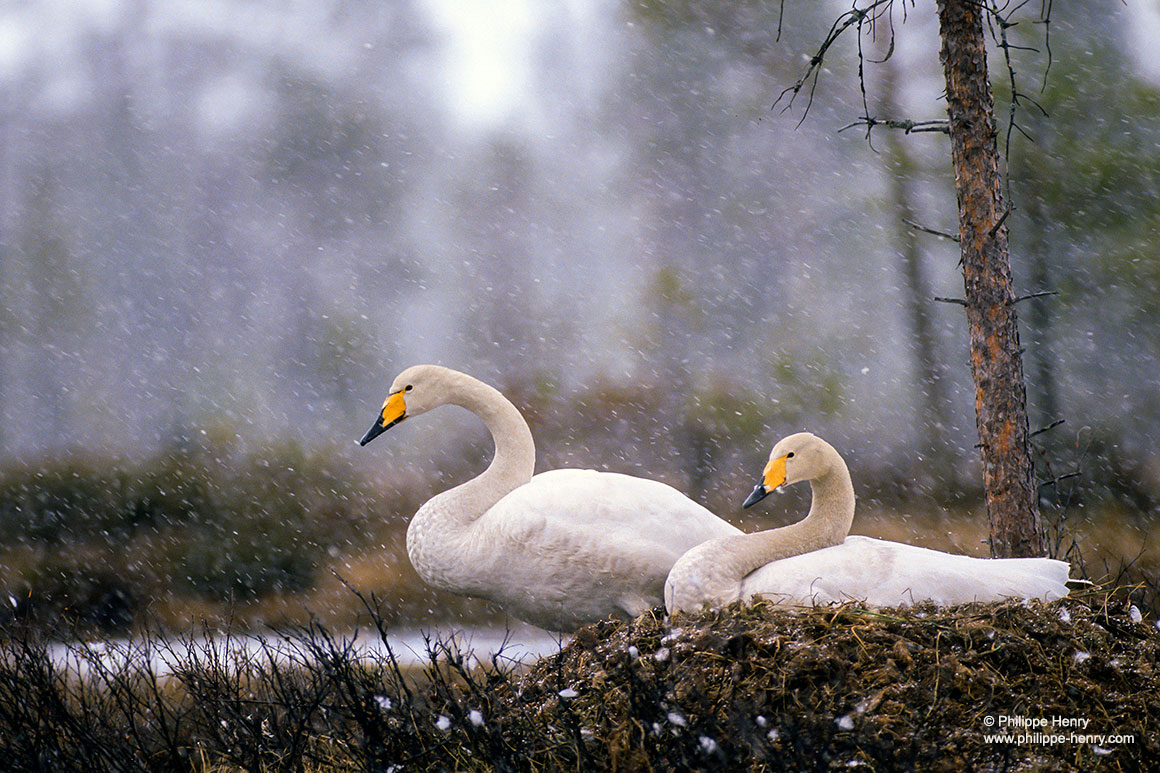Whooper Swans  by Philippe Henry ©