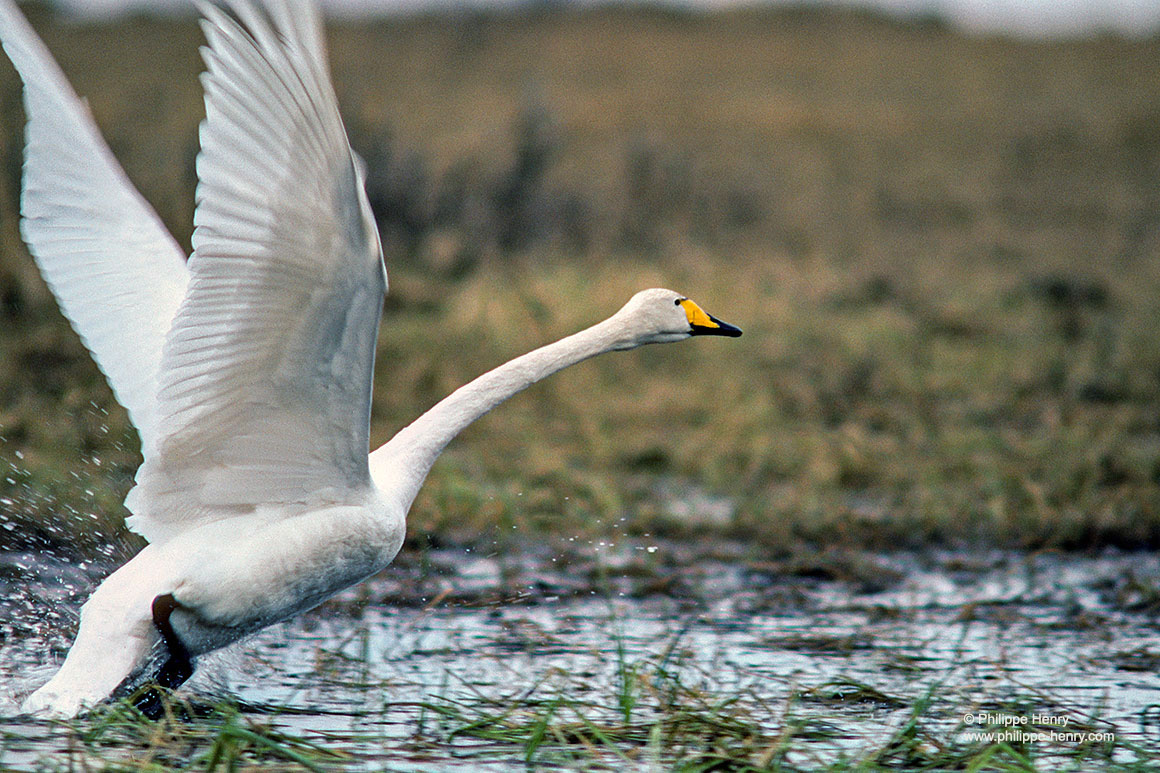 In Finland, the whooper swans nest on swampy wetlands and pools  by Philippe Henry ©